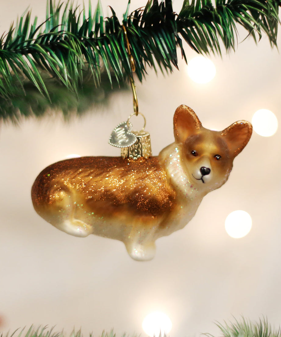Pembroke Welsh Corgi