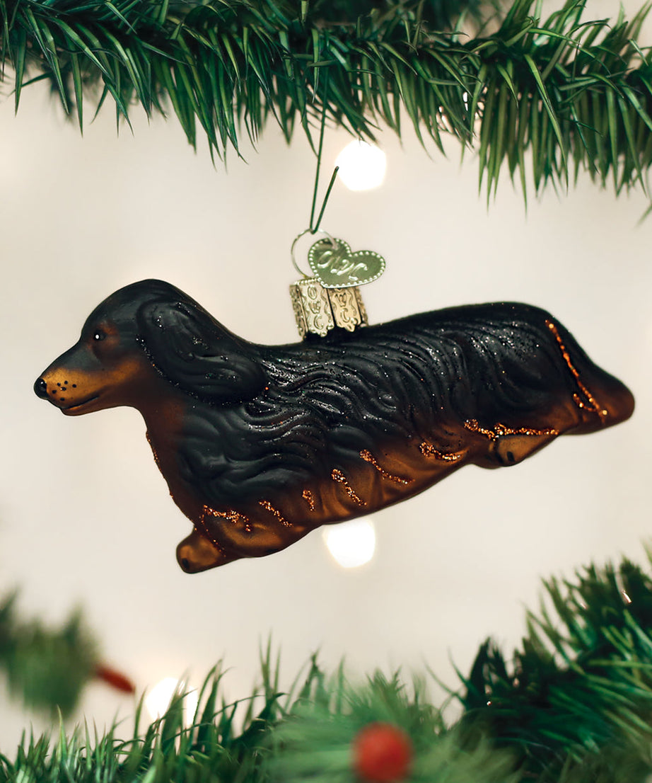 Long-haired Dachshund