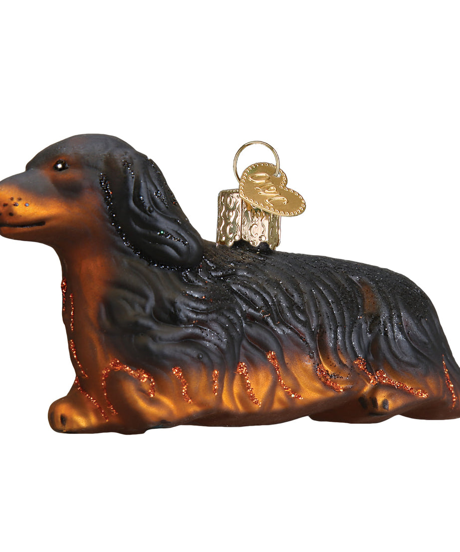 Long-haired Dachshund