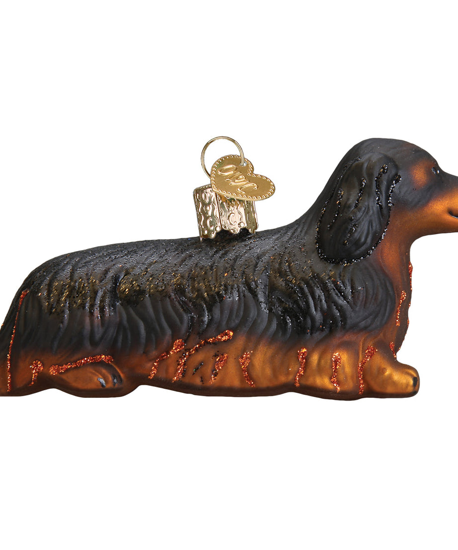 Long-haired Dachshund