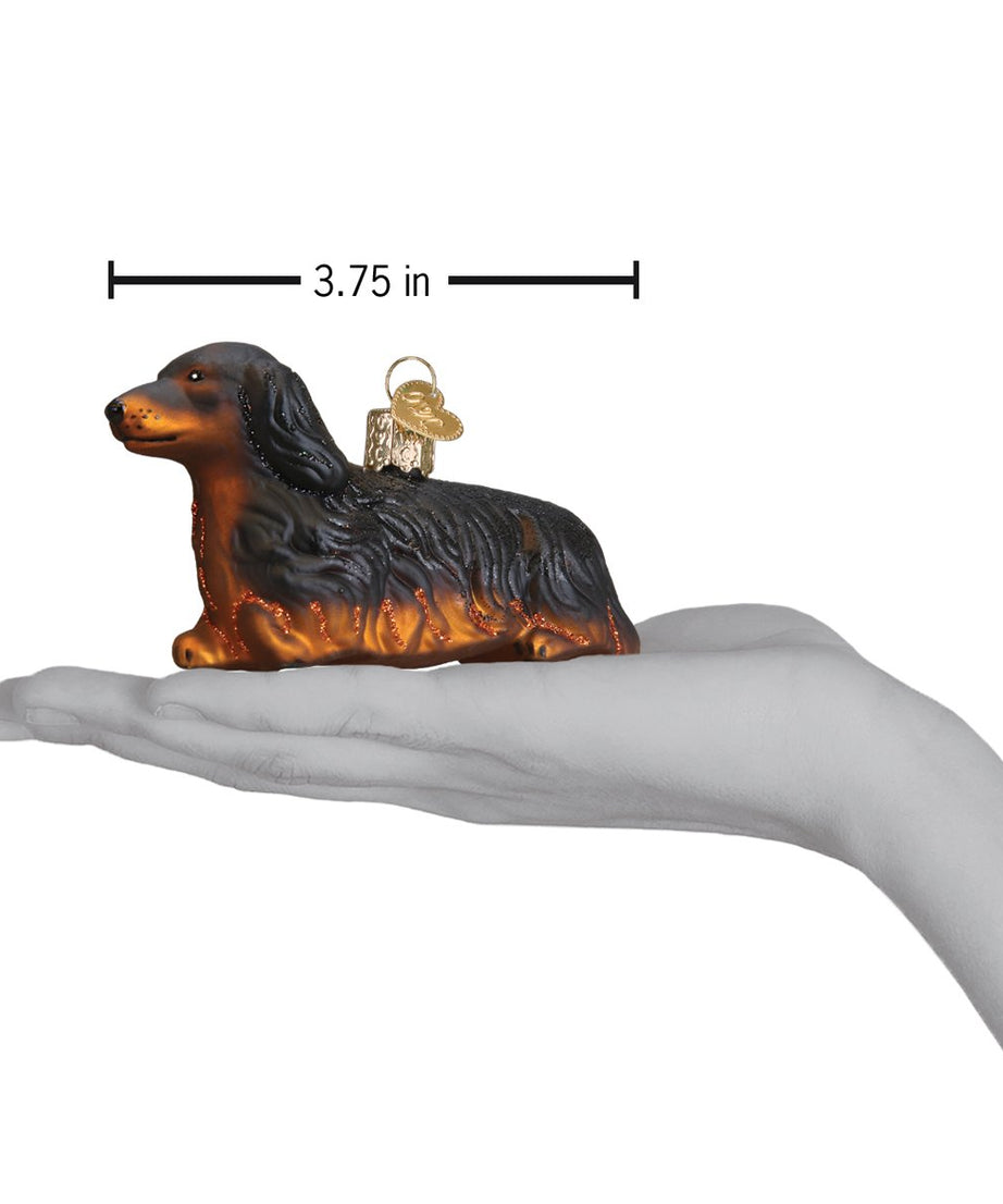 Long-haired Dachshund