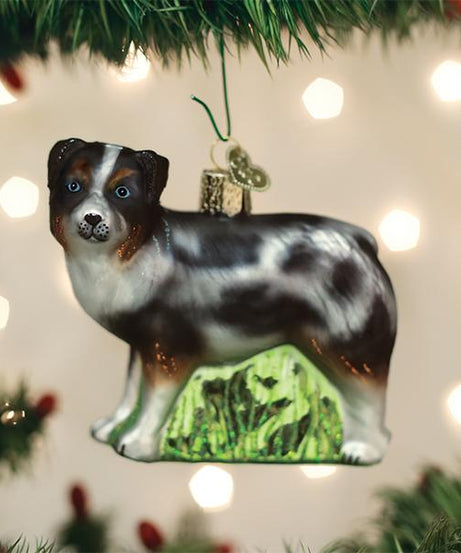 Australian Shepherd