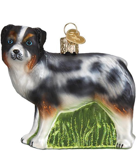 Australian Shepherd