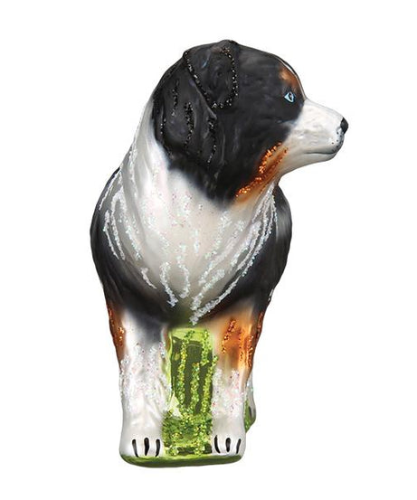 Australian Shepherd