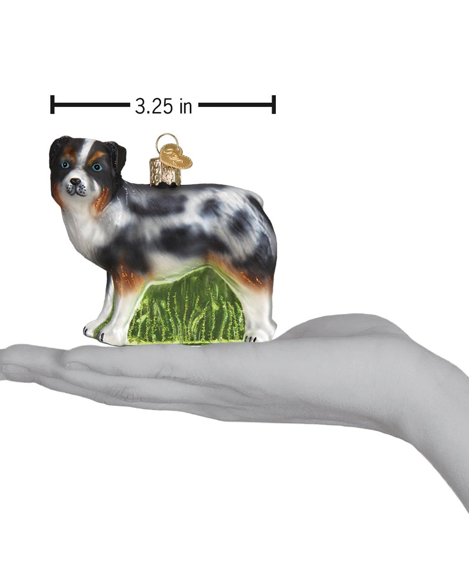 Australian Shepherd