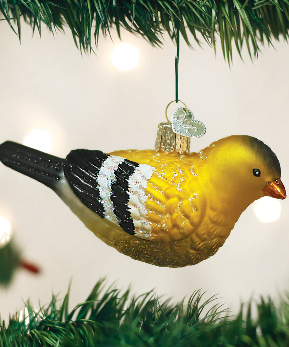 Hanging American Goldfinch