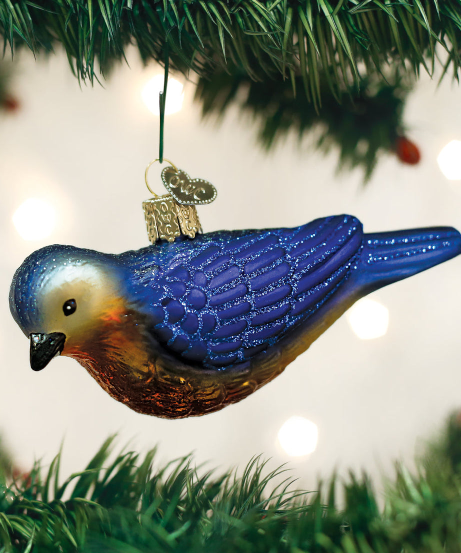 Hanging Western Bluebird