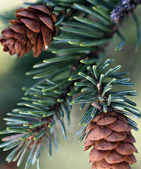 Fresh Balsam Fir Candle - Grazingbelles