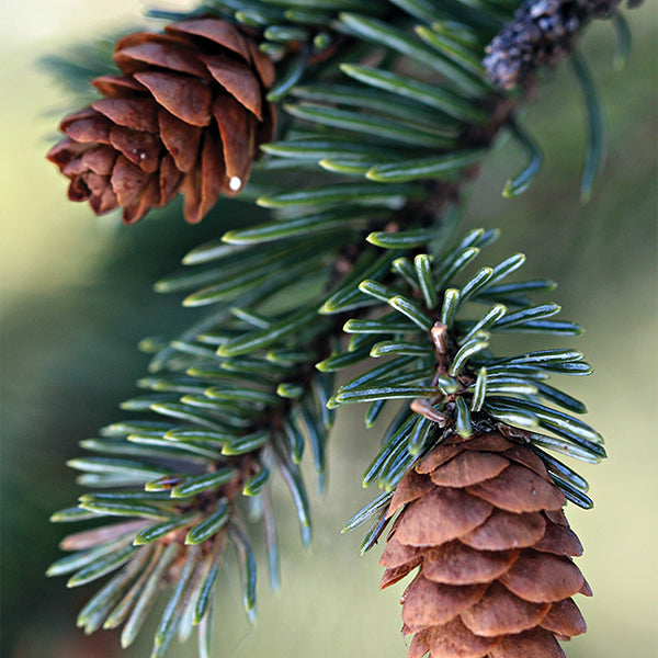 Fresh Balsam Fir Candle - Grazingbelles